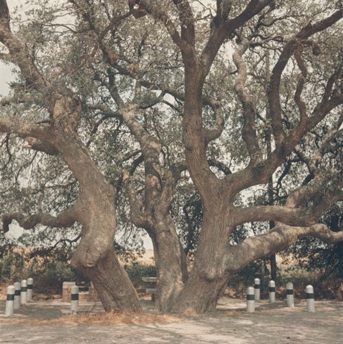 Half-Way Oak - Historic